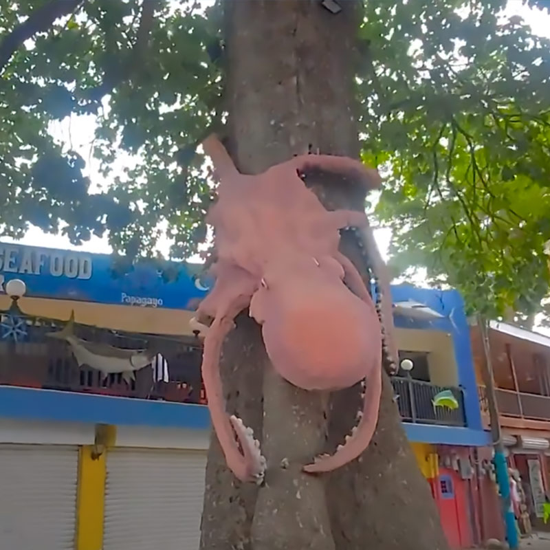 Coco Beach Walk: Popular Costa Rica Tourism Town