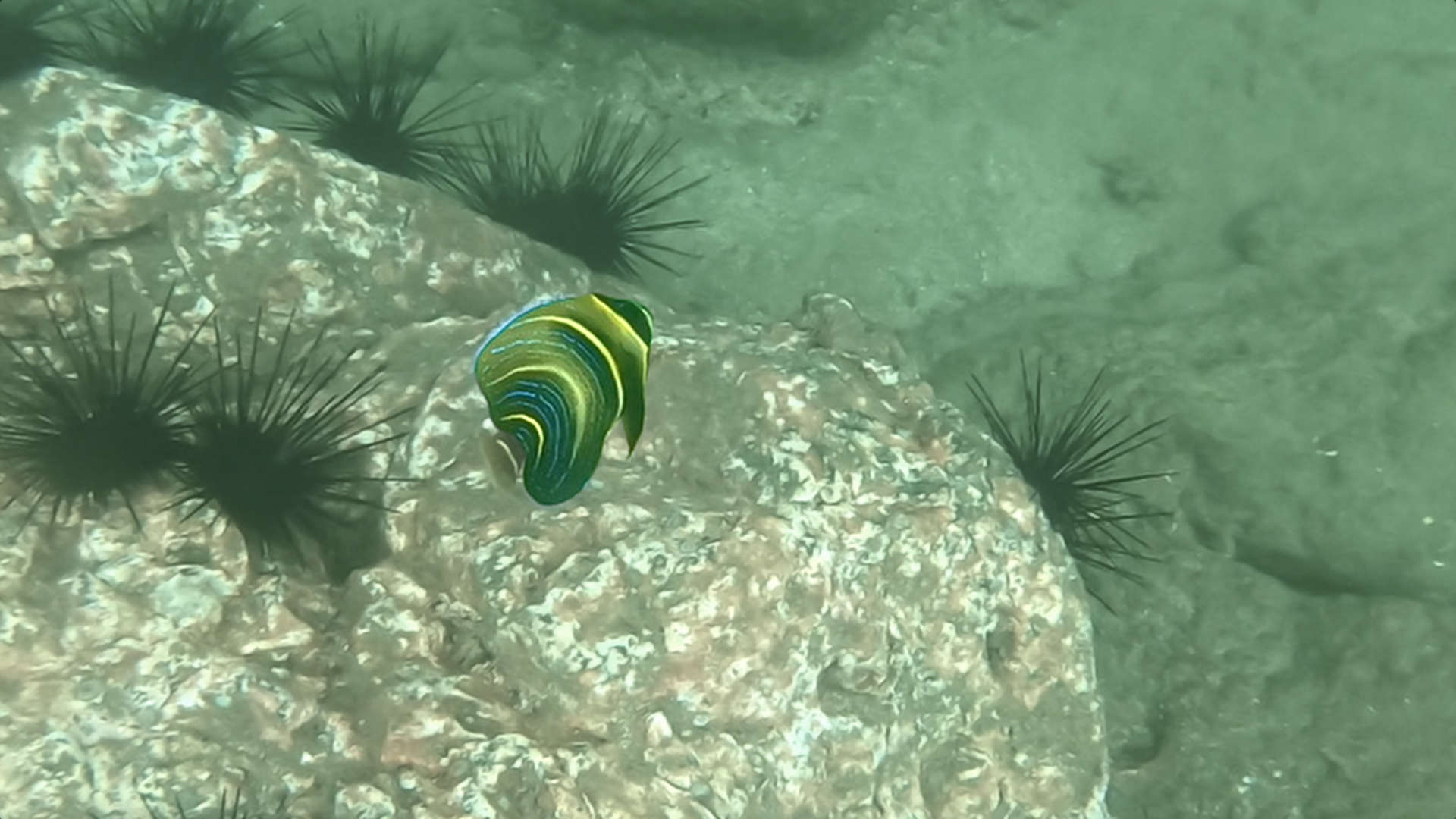 Playa Ocotal: Costa RIca Clear Water Snorkeling