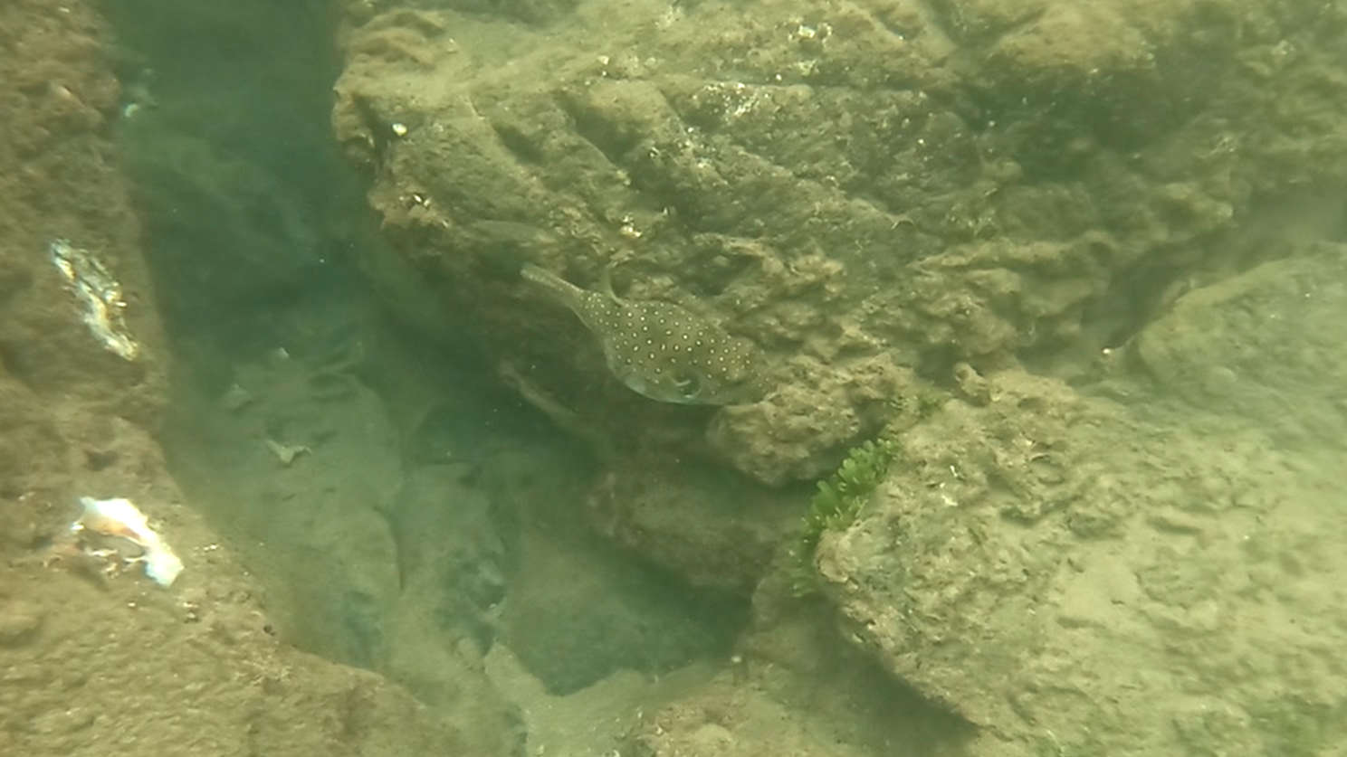 pufferfish