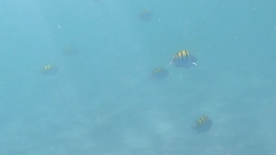 Clear Water Snorkeling: Hermosa and Penca Beaches