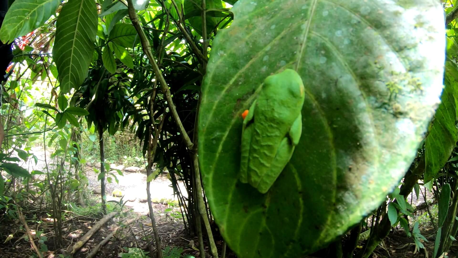 tree frog
