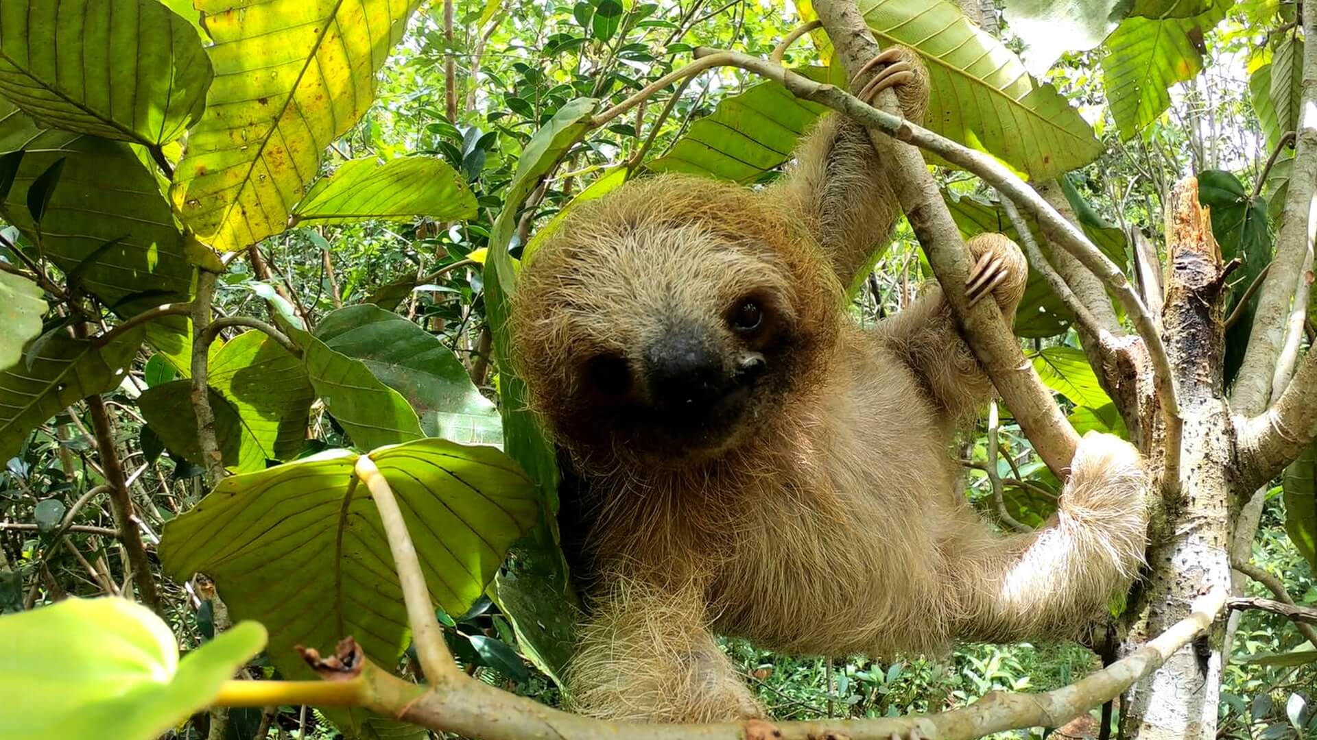 Visit Sloths: Top Tourism Sight Seeing