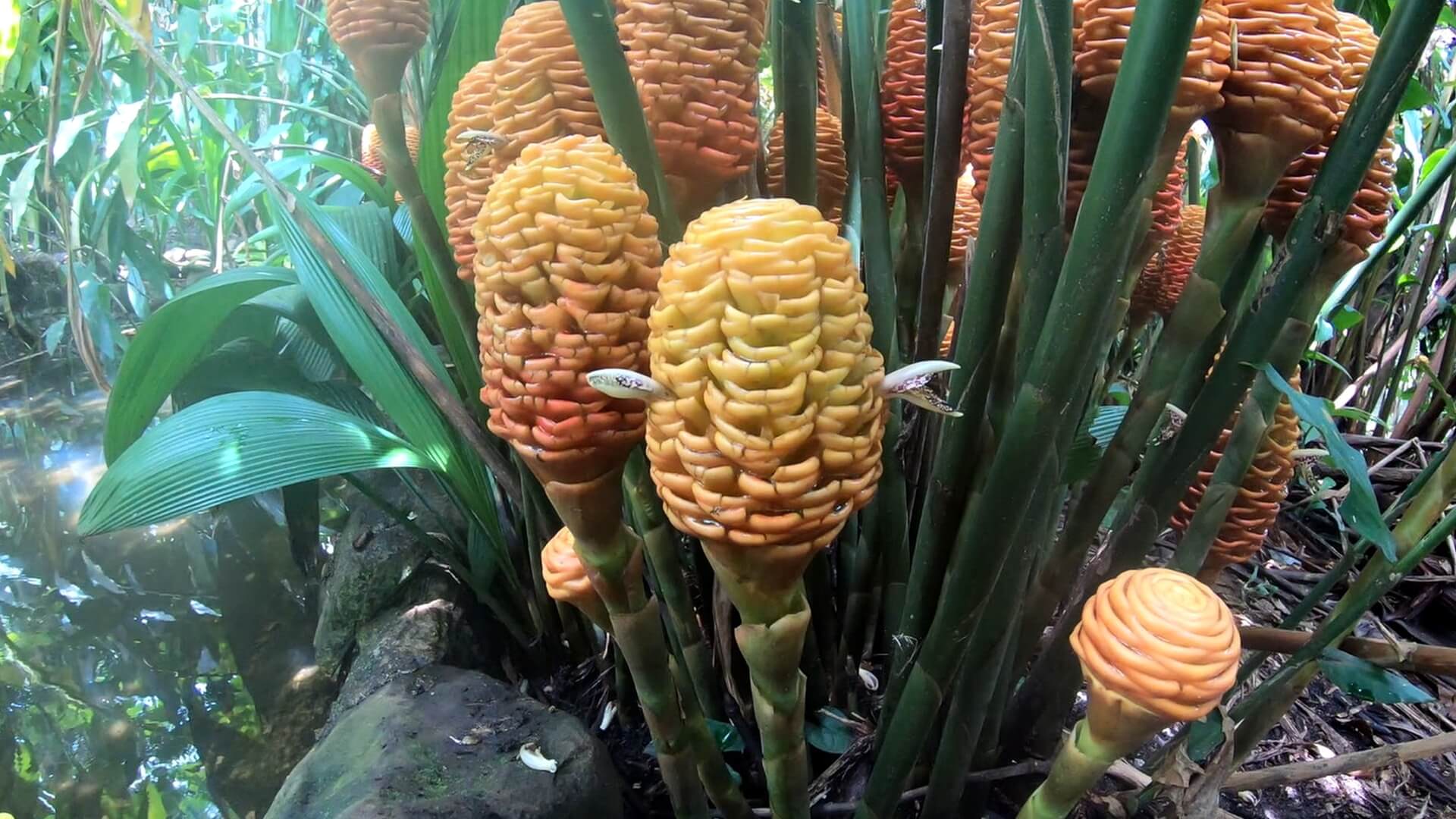 shampoo ginger