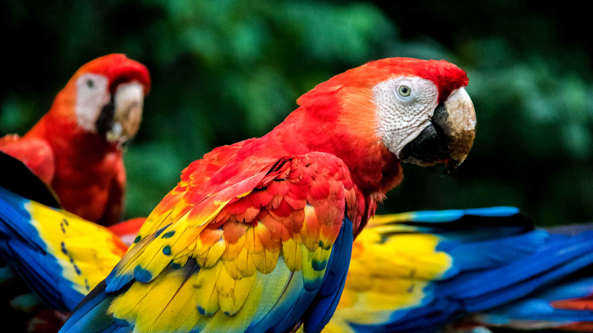 Costa Rica’s Exotic Animals: Beaches to Jungles, Where To Spot Them
